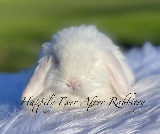 Looking for a new bunny friend? Check out our rabbits for sale