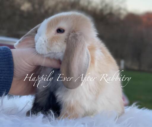 Furry bundles of joy looking for a home - Check out our rabbits for sale!