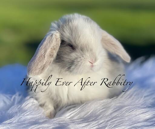 Find Your Perfect Bunny - Holland Lop for Adoption