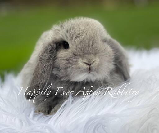 Adorable rabbits for sale near your location