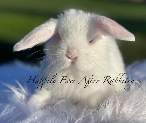 Adopt Your New Bunny Companion - Holland Lop for Sale