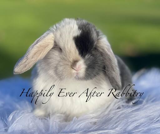 Cute and cuddly rabbits available for adoption - inquire now!