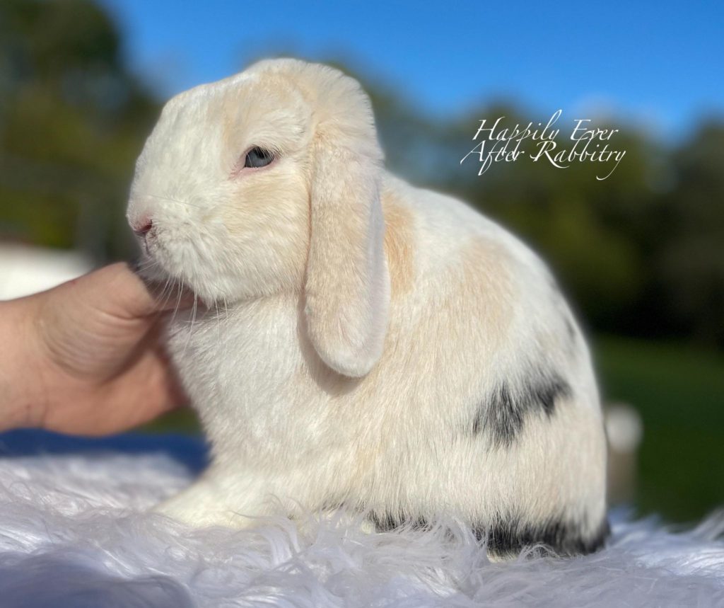Mini Holland Lop Bunny for sale