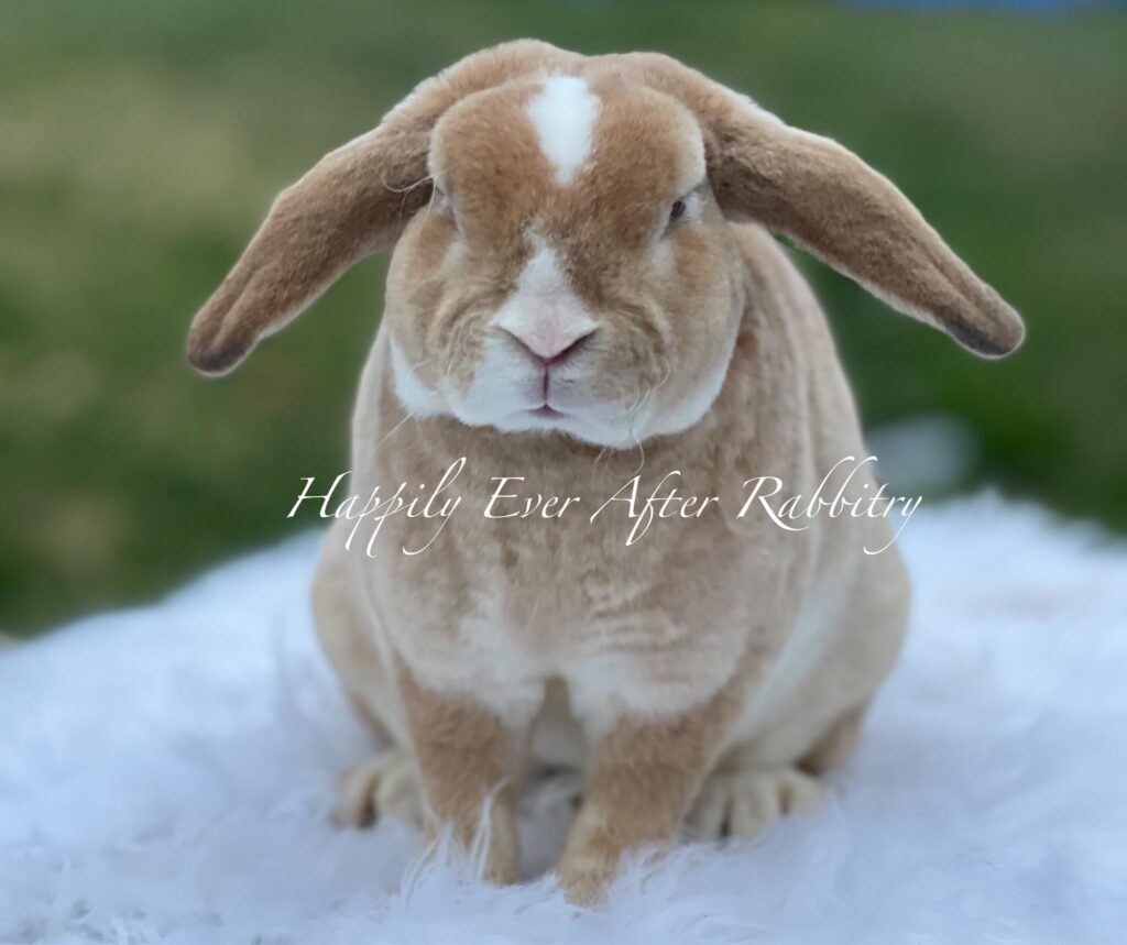 Pocket-Sized Joy: Miniature Plush Lop Bunnies for Sale, Perfect for Any Home