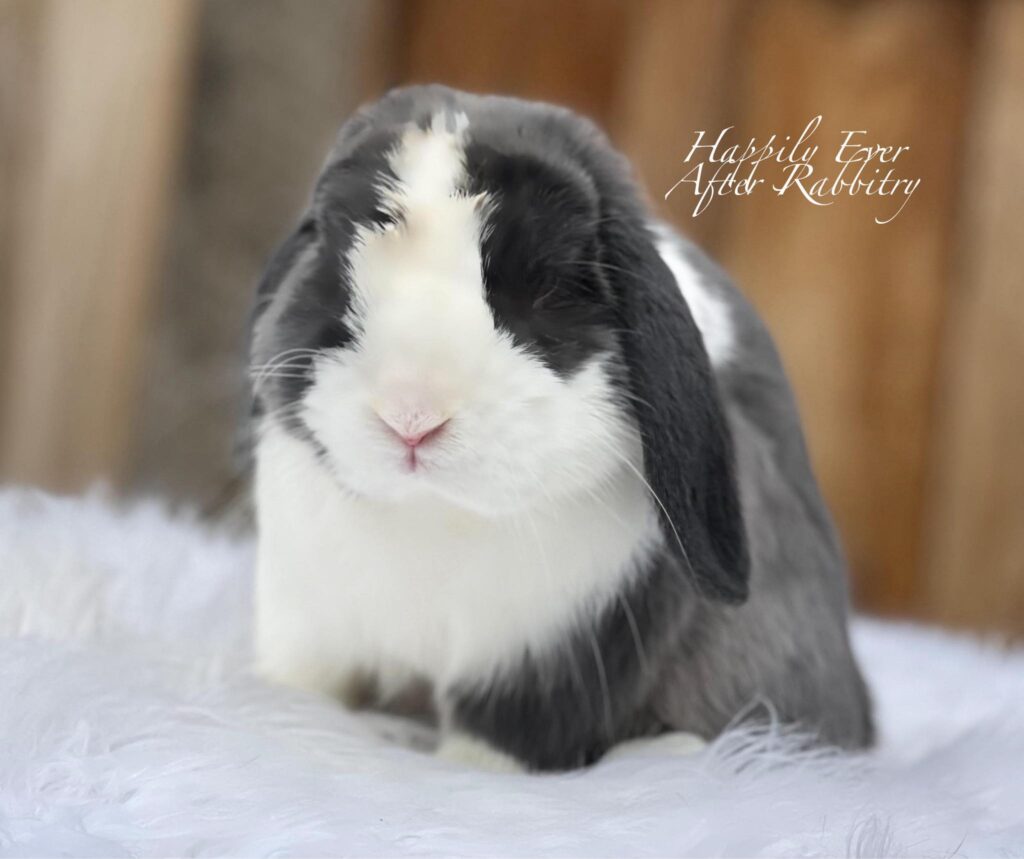 Fuzzy Bundle of Joy: Adopt a Bunny and Make a Friend for Life