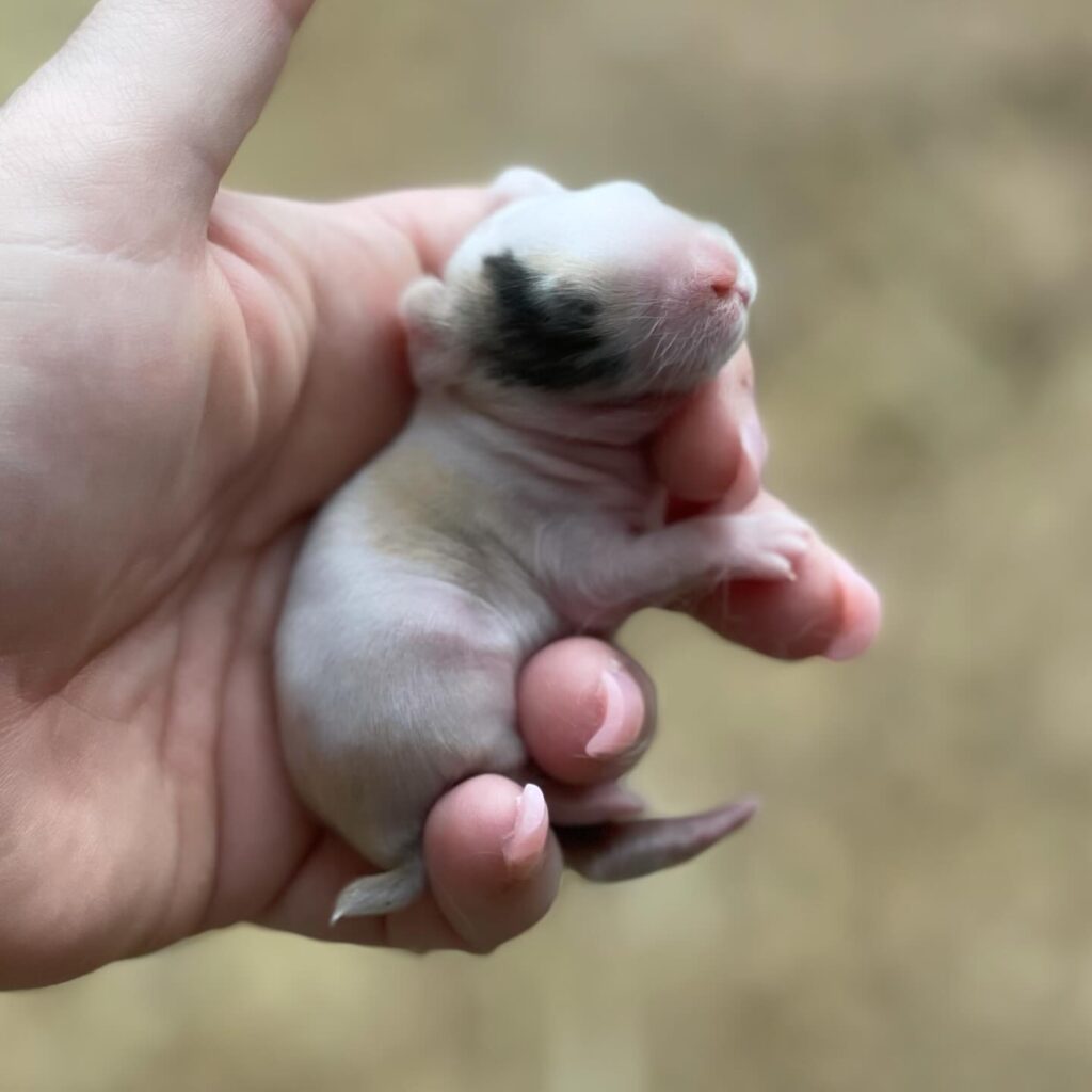 Mini Holland Lop Bunnies for sale