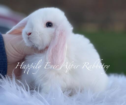 Blue-Eyed Holland Lops bunnies for sale