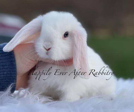 Holland Lop Bunnies Looking for Loving Homes