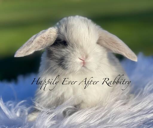 Find Your Perfect Bunny - Holland Lop for Adoption