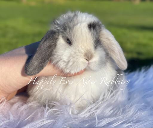 Snuggle up to happiness - Dive into our collection of rabbits for sale.