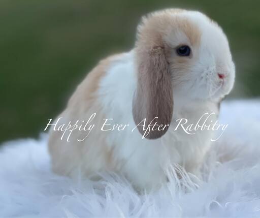 Hoppy homes wanted - Find your perfect rabbit companion in our for sale listings!