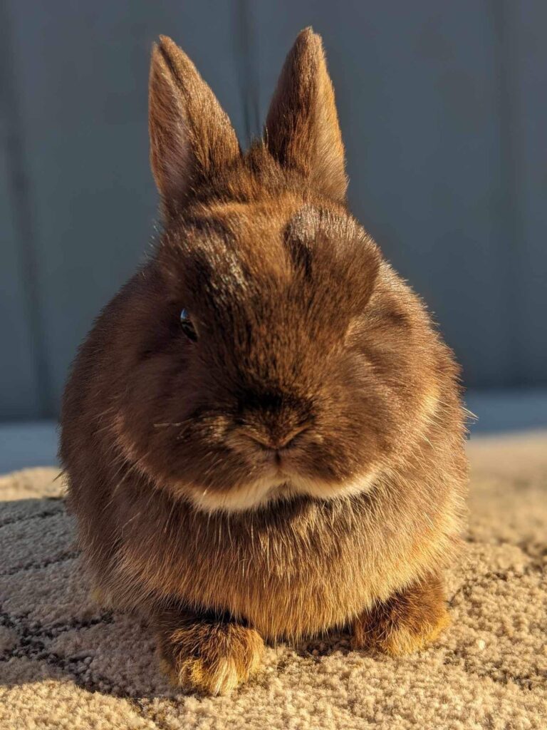 Discover Delightful Diminutives: Netherland Dwarf Rabbit for Sale, Just a Click Away!