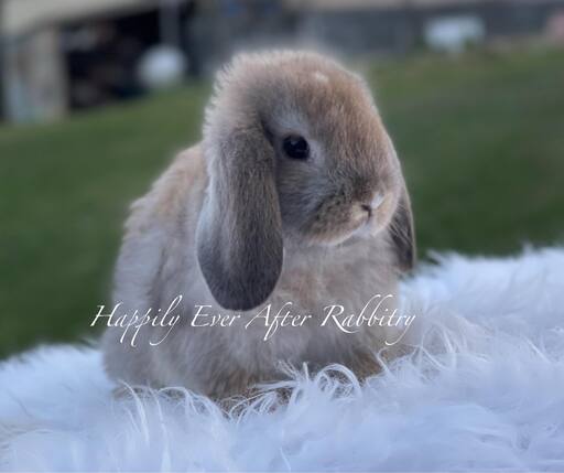 cute holland lop for sale