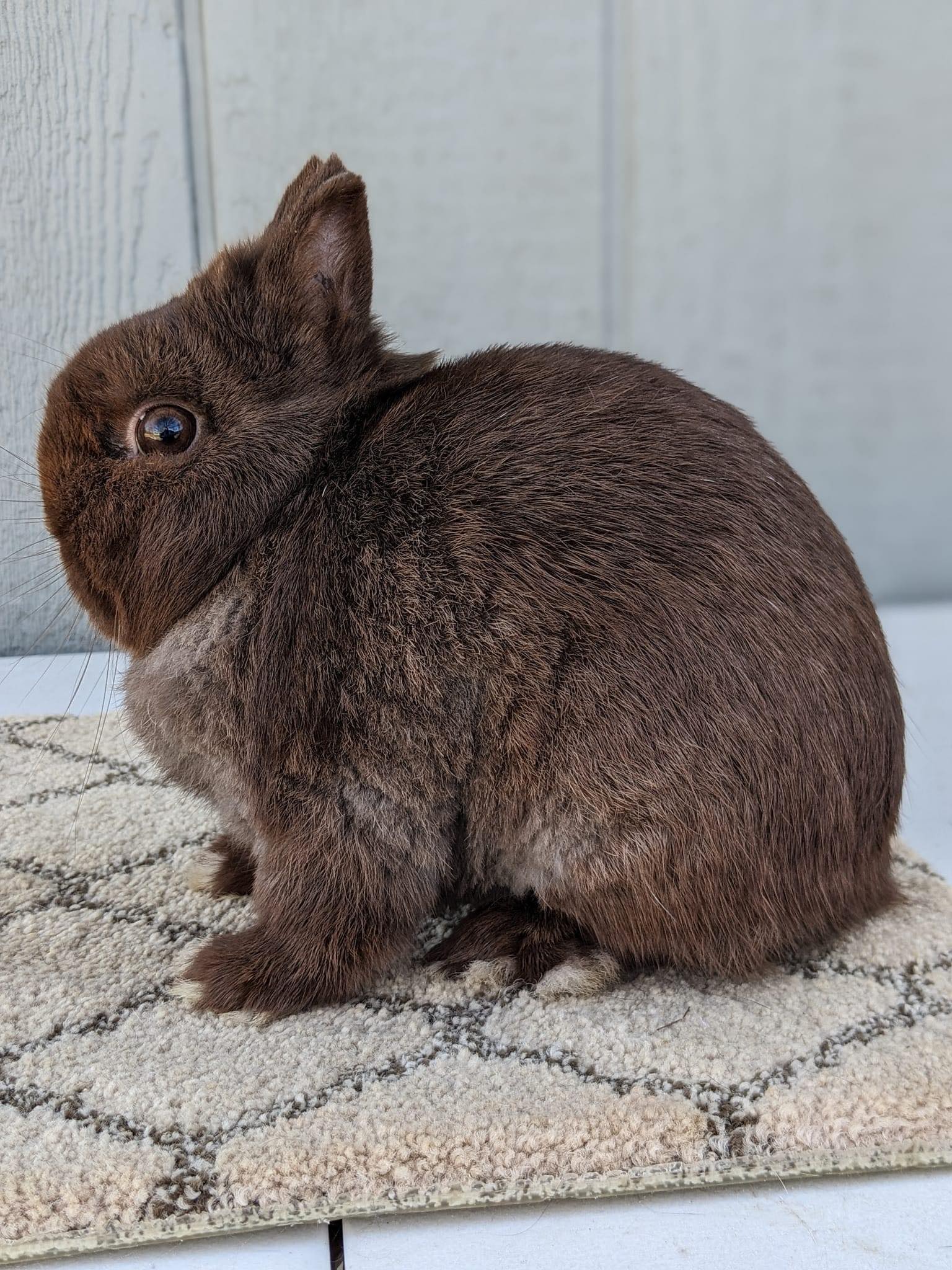 Tiny Treasures Await: Find Your Netherland Dwarf Rabbit for Sale