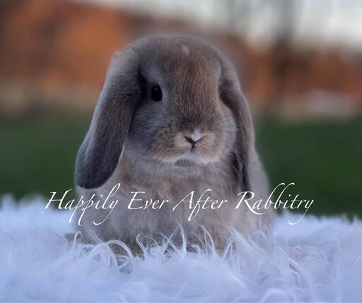 cute holland lop for sale