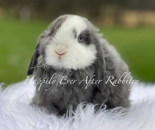 Beautiful Holland Lop Bunnys Ready for New Homes