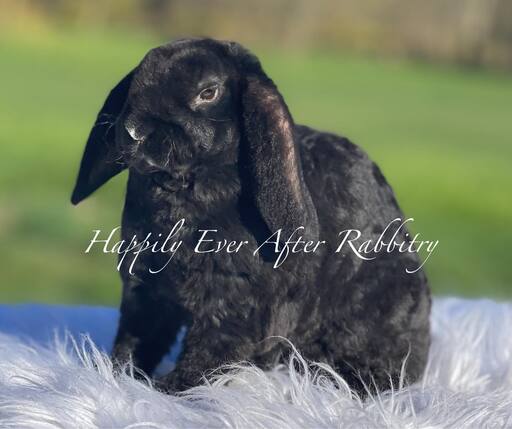 Visit Our Rabbitry for Mini Plush Lops Near Philadelphia, PA 