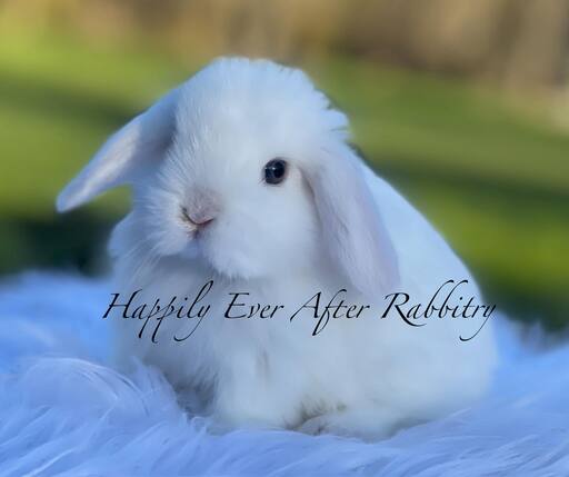Adopt an irresistible bunny companion