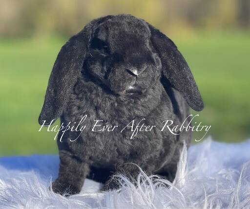 Visit Our Rabbitry for Mini Plush Lops Near Philadelphia, PA 