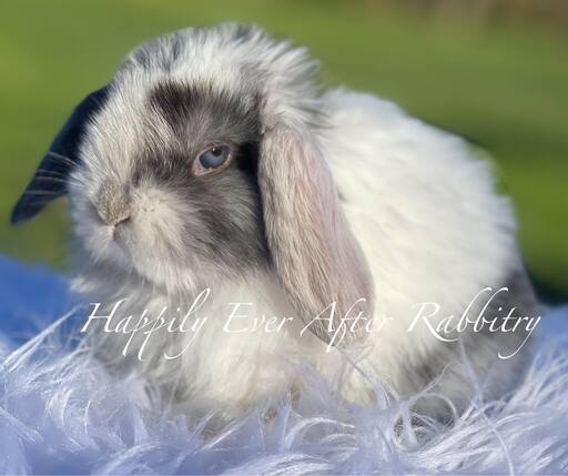 Snuggle up to happiness - Dive into our collection of rabbits for sale.