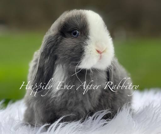 Beautiful Holland Lop Bunnys Ready for New Homes