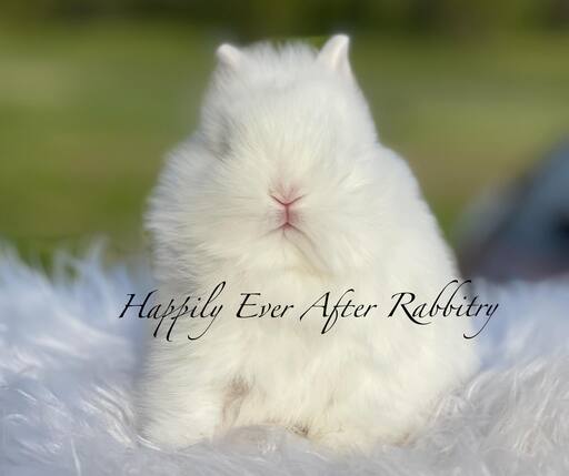 Bring home happiness - Explore the charm of our bunny for sale!