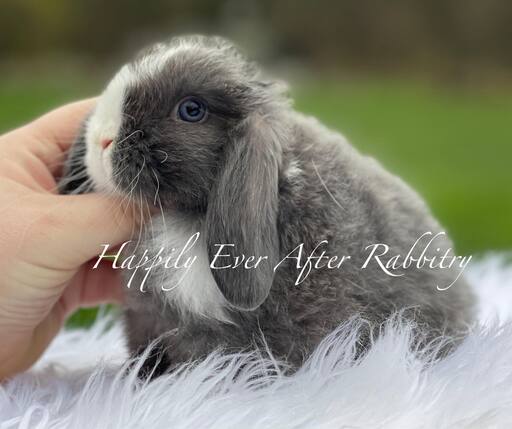 Check Out Our Holland Lops - Perfect Bunnies for Sale