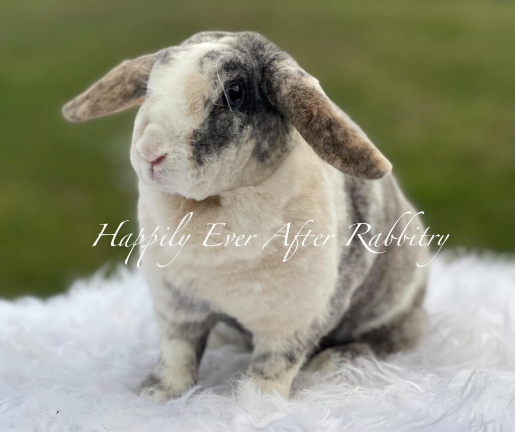 Embrace Petite Perfection: Miniature Plush Lop Bunnies for Sale, Adding Charm to Your Home
