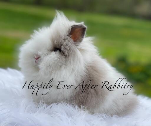 Embark on a journey of love - Bunny for sale, waiting for you!