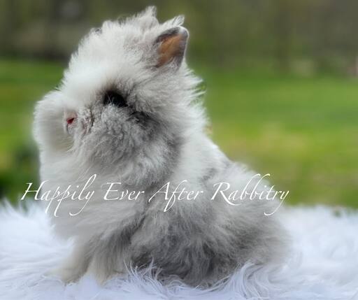 Adopt a bundle of joy - Discover our irresistible bunny for sale