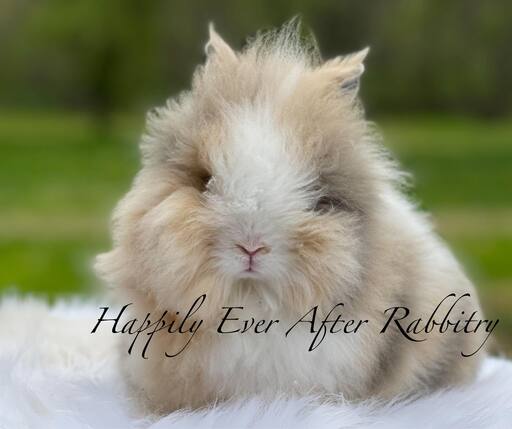 Heartwarming companionship - Bunny for sale, your loyal friend!