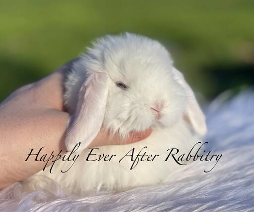 Looking for a new bunny friend? Check out our rabbits for sale