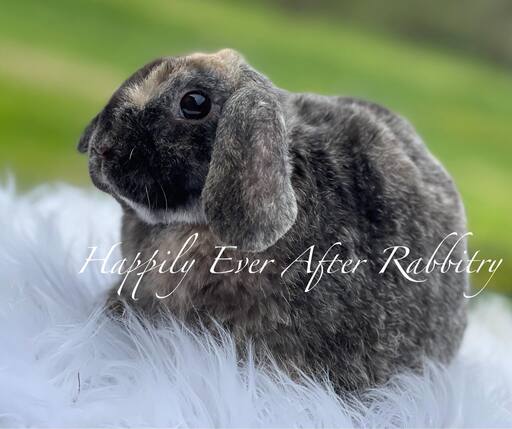 Explore our available Mini Plush Lops for adoption – irresistibly cute