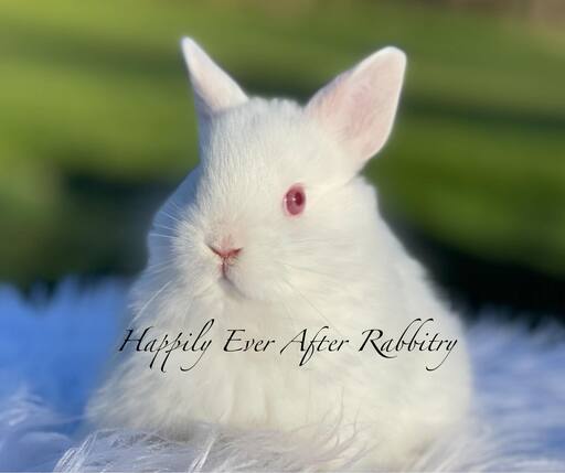 Adorable Netherland Dwarf Bunny Available for Adoption