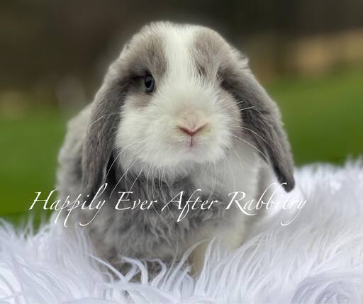 Find Your Ideal Holland Lop Companion for Adoption