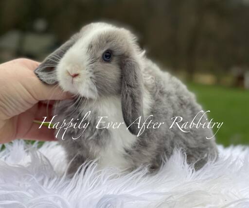 Find Your Ideal Holland Lop Companion for Adoption