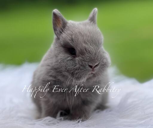 Sweet Netherland Dwarf Bunny Looking for a Forever Home