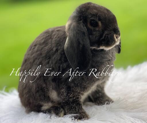 Discover a variety of rabbits looking for new homes