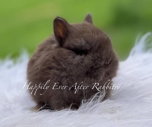 Gentle rabbit searching for a caring family to join