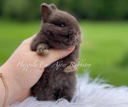 Explore Our Netherland Dwarfs - Perfect Bunnies for Sale