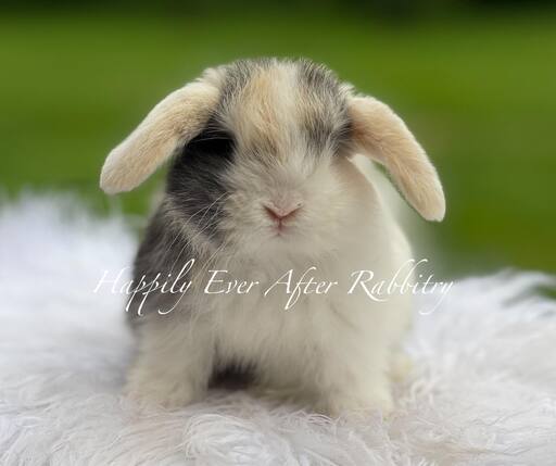 Adopt Your New Bunny Companion - Holland Lop for Sale