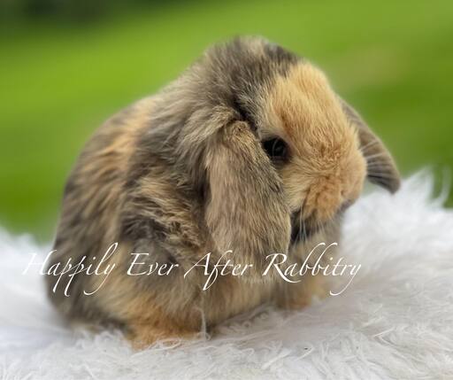 Discover Nearby Cuteness – Rabbits for Sale Near Me – Your New Companion Awaits!