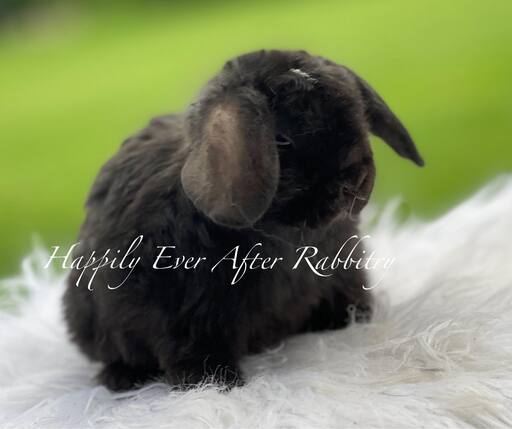 Your next furry friend awaits - Dive into our diverse rabbits for sale!