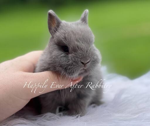 Sweet Netherland Dwarf Bunny Looking for a Forever Home