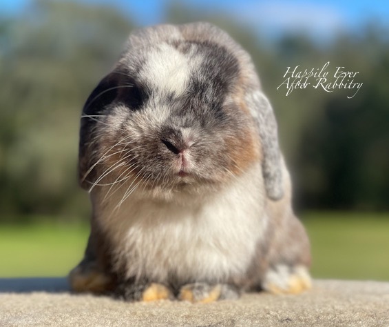 Bunny adoption - find your perfect rabbit companion today.