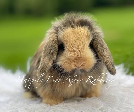 Discover Nearby Cuteness – Rabbits for Sale Near Me – Your New Companion Awaits!