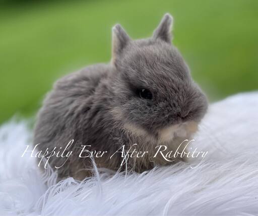 Adorable Netherland Dwarf Bunny Available for Adoption