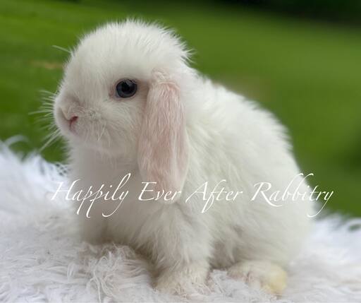 Adorable Holland Lop Bunny Available for Adoption