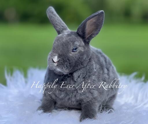 Mini Rex Rabbits For Sale - Your Perfect Companion Awaits