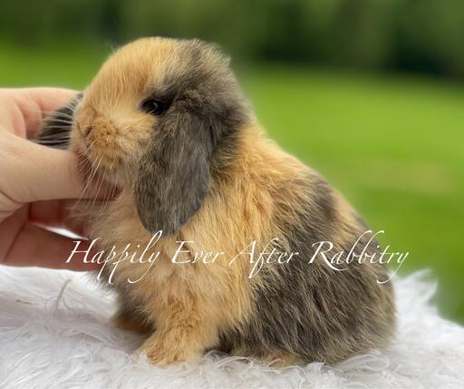 Visit Our Rabbitry for Mini Lops Near Bernville, PA